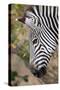 Zambia, South Luangwa National Park. Crawshay's zebra face detail-Cindy Miller Hopkins-Stretched Canvas