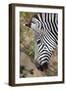 Zambia, South Luangwa National Park. Crawshay's zebra face detail-Cindy Miller Hopkins-Framed Photographic Print