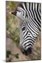 Zambia, South Luangwa National Park. Crawshay's zebra face detail-Cindy Miller Hopkins-Mounted Photographic Print