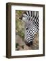 Zambia, South Luangwa National Park. Crawshay's zebra face detail-Cindy Miller Hopkins-Framed Photographic Print