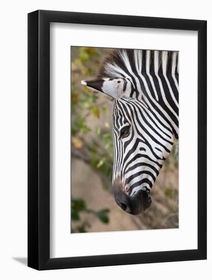 Zambia, South Luangwa National Park. Crawshay's zebra face detail-Cindy Miller Hopkins-Framed Photographic Print