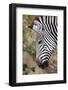 Zambia, South Luangwa National Park. Crawshay's zebra face detail-Cindy Miller Hopkins-Framed Photographic Print