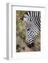 Zambia, South Luangwa National Park. Crawshay's zebra face detail-Cindy Miller Hopkins-Framed Photographic Print