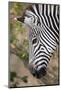 Zambia, South Luangwa National Park. Crawshay's zebra face detail-Cindy Miller Hopkins-Mounted Photographic Print