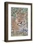 Zambia, South Luangwa National Park. Lone male African leopard.-Cindy Miller Hopkins-Framed Photographic Print