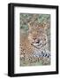 Zambia, South Luangwa National Park. Lone male African leopard.-Cindy Miller Hopkins-Framed Photographic Print