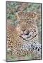 Zambia, South Luangwa National Park. Lone male African leopard.-Cindy Miller Hopkins-Mounted Photographic Print