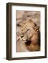 Zambia, South Luangwa National Park. Male African.-Cindy Miller Hopkins-Framed Photographic Print