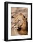 Zambia, South Luangwa National Park. Male African.-Cindy Miller Hopkins-Framed Photographic Print