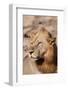 Zambia, South Luangwa National Park. Male African.-Cindy Miller Hopkins-Framed Photographic Print