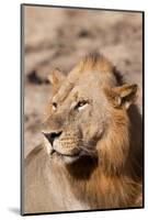Zambia, South Luangwa National Park. Male African.-Cindy Miller Hopkins-Mounted Photographic Print