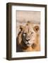 Zambia, South Luangwa National Park. Male African.-Cindy Miller Hopkins-Framed Photographic Print