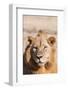 Zambia, South Luangwa National Park. Male African.-Cindy Miller Hopkins-Framed Photographic Print