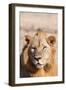 Zambia, South Luangwa National Park. Male African.-Cindy Miller Hopkins-Framed Photographic Print