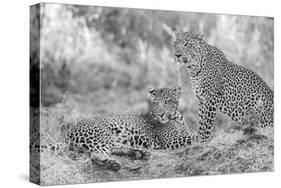 Zambia, South Luangwa National Park. Mother leopard with grown male cub.-Cindy Miller Hopkins-Stretched Canvas