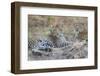 Zambia, South Luangwa National Park. Mother leopard with grown male cub.-Cindy Miller Hopkins-Framed Photographic Print