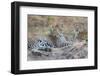 Zambia, South Luangwa National Park. Mother leopard with grown male cub.-Cindy Miller Hopkins-Framed Photographic Print