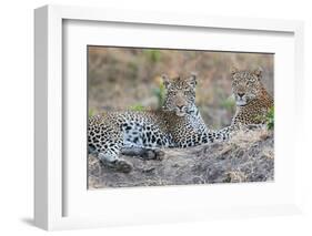 Zambia, South Luangwa National Park. Mother leopard with grown male cub.-Cindy Miller Hopkins-Framed Photographic Print