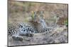 Zambia, South Luangwa National Park. Mother leopard with grown male cub.-Cindy Miller Hopkins-Mounted Photographic Print