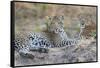 Zambia, South Luangwa National Park. Mother leopard with grown male cub.-Cindy Miller Hopkins-Framed Stretched Canvas