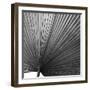 Zamora Noir - Focus-Ben Wood-Framed Giclee Print