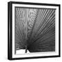 Zamora Noir - Focus-Ben Wood-Framed Giclee Print