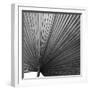 Zamora Noir - Focus-Ben Wood-Framed Giclee Print