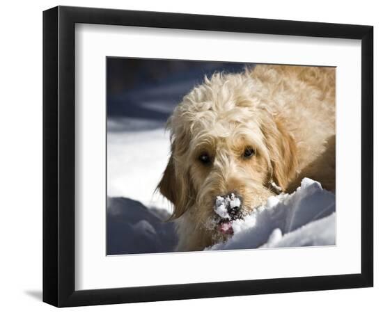 Premium Photographic Print, , large