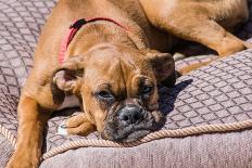 USA, California. Pug puppy slouching on a little red lawn chair.-Zandria Muench Beraldo-Photographic Print