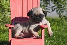 USA, California. Pug puppy slouching on a little red lawn chair.-Zandria Muench Beraldo-Photographic Print