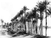 Palm Trees Beside the Nile, Egypt, 1895-Zangaki-Giclee Print