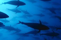 Atlantic Bluefin Tuna (Thunnus Thynnus) Shoal, Captive, Malta, Mediteranean, May 2009-Zankl-Photographic Print