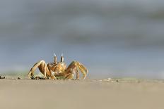 Ghost - Sand Crab (Ocypode Cursor) on Beach, Dalyan Delta, Turkey, August 2009-Zankl-Photographic Print