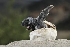 Two Newly Hatched Loggerhead Turtles (Caretta Caretta) Heading for the Sea, Dalyan Delta, Turkey-Zankl-Framed Photographic Print