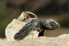 Two Newly Hatched Loggerhead Turtles (Caretta Caretta) Heading for the Sea, Dalyan Delta, Turkey-Zankl-Framed Photographic Print