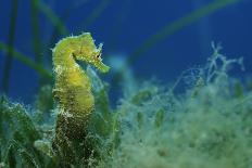 Short Snouted Seahorse (Hippocampus Hippocampus) Malta, Mediteranean, June 2009-Zankl-Photographic Print
