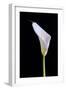 Zantedeschia Araceae Single Flower-Charles Bowman-Framed Photographic Print