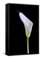 Zantedeschia Araceae Single Flower-Charles Bowman-Framed Stretched Canvas