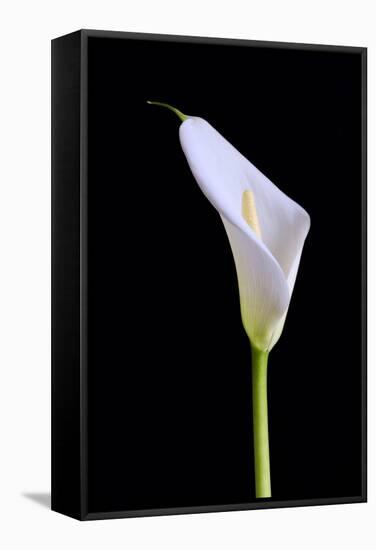 Zantedeschia Araceae Single Flower-Charles Bowman-Framed Stretched Canvas