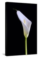 Zantedeschia Araceae Single Flower-Charles Bowman-Stretched Canvas