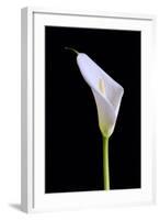 Zantedeschia Araceae Single Flower-Charles Bowman-Framed Photographic Print