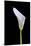 Zantedeschia Araceae Single Flower-Charles Bowman-Mounted Photographic Print