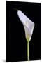 Zantedeschia Araceae Single Flower-Charles Bowman-Mounted Photographic Print