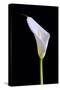 Zantedeschia Araceae Single Flower-Charles Bowman-Stretched Canvas