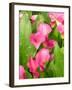 Zantedeschia 'Captain Romance'-Tony Craddock-Framed Photographic Print