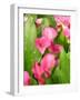 Zantedeschia 'Captain Romance'-Tony Craddock-Framed Photographic Print