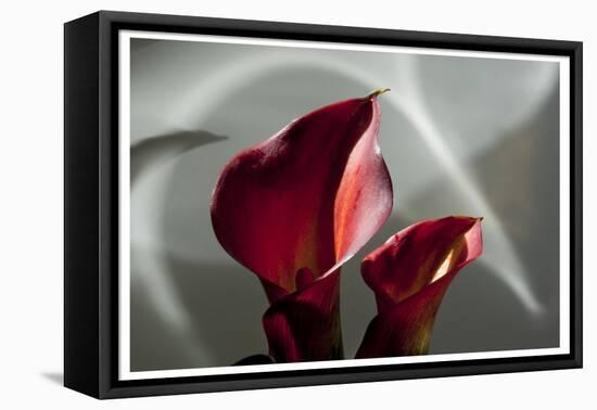 Zantedeschia - Red-Charles Bowman-Framed Stretched Canvas