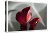 Zantedeschia - Red-Charles Bowman-Stretched Canvas