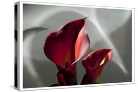 Zantedeschia - Red-Charles Bowman-Stretched Canvas