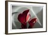 Zantedeschia - Red-Charles Bowman-Framed Photographic Print